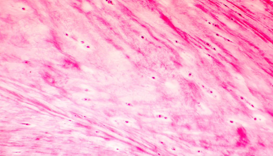 Knorpelwachstum: Anregen und Abbau verhindern